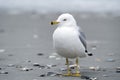 Ring Billed Gull on Myrtle Beach seashore Royalty Free Stock Photo